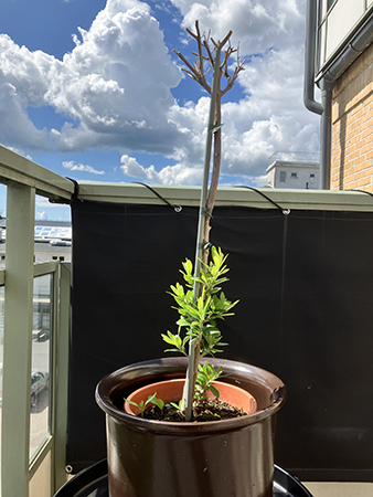 Olivträdet den 9 juli 2025