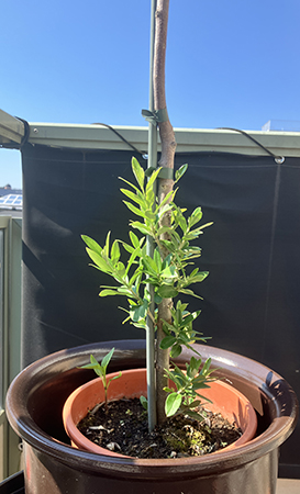 Olivträdet på balkongen den 17 juli 2025