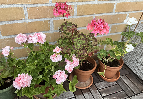 Pelargonerna på balkongen den 16 juli 2025