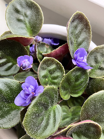 Saint Paulia nr 2 med flera blommor den 3 juli 2025