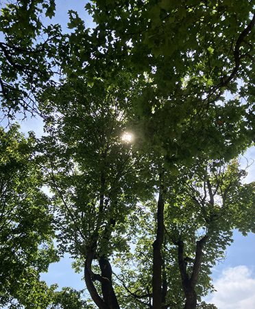 Solen bakom ett träd