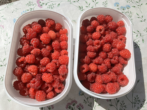 Två halvlitersburkar med hallon från Slottsträdgården