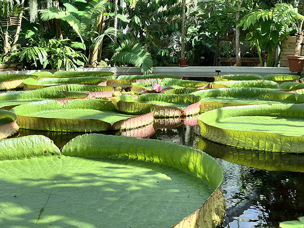 Jättenäckrosen Victoria i Tropiska växthuset