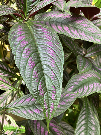 Ametisbuske Tropiska växthuset