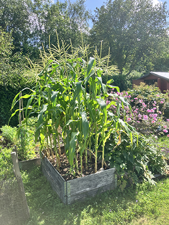 Annas majsodling i Slottsträdgården