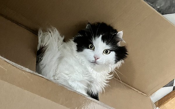 Lucifer tittar ut ur låda