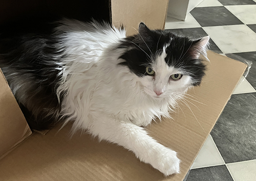 Lucifer i låda i Annas hall