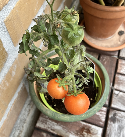 Busk-Margit med två röda o två gröna tomater den 16 aug 2025
