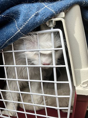 Citrus i buren i bilen trycker sig mot gallret