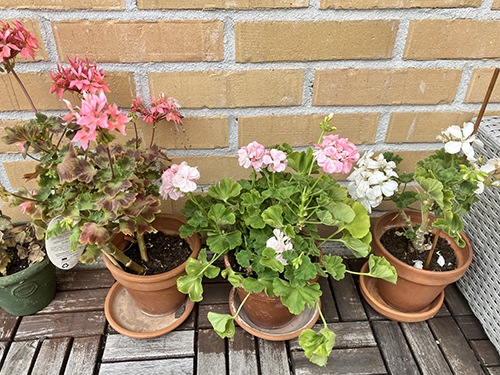 Pelargonerna på balkongen den 16 aug 2025