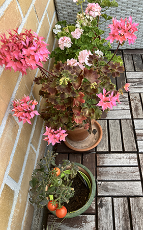 Tomater och pelargoner på balkongen den 20 aug 2025