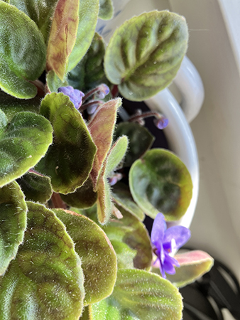 Saint Pauliaknoppar blå 1 september 2025