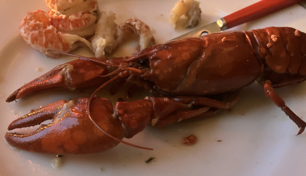 Insjökräfta med enorma klor