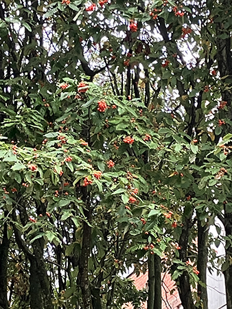 Rönnbärsträd med bär