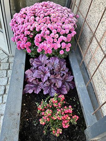 Rosa blommor i grå betong