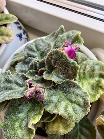 Saint Pauliaknoppar lila sep 2025