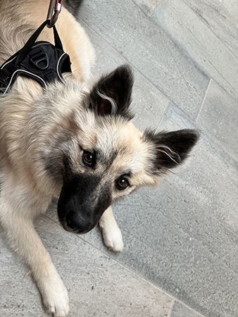 Baldur vill ha vildsvinsgodis