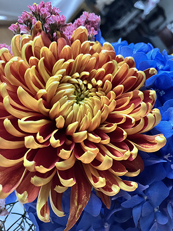 Närbild helgbukett krysantemum och blå hortensia Närbild helgbukett krysantemum och blå hortensia