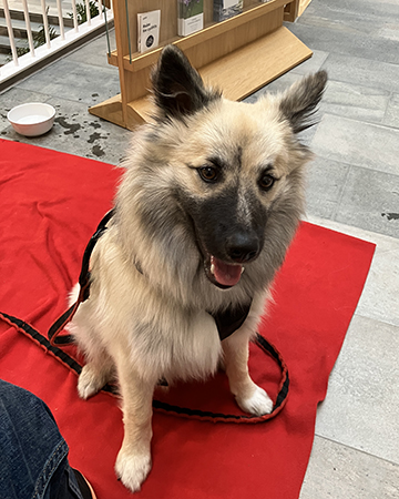 Baldur tittar neråt