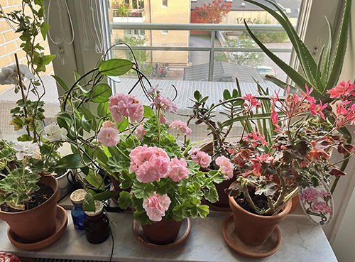 Balkongpelargonerna i köksfönstret vit Mårbacka och Stjärnpelargon