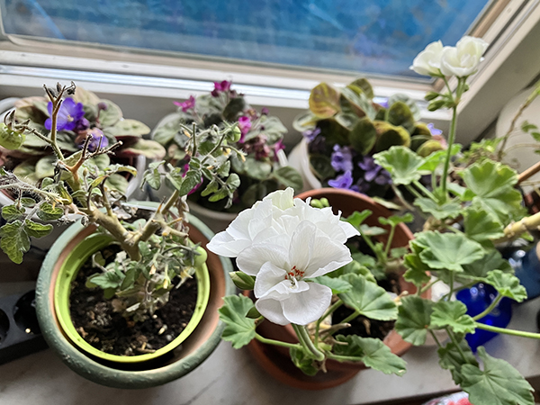 Blommande Saint Paulior o vit pelargon tomatplanta i köksfönstret