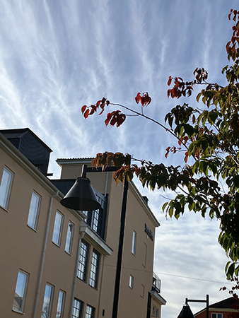 Ljusblå himmel lätta moln lampa o träd i rött