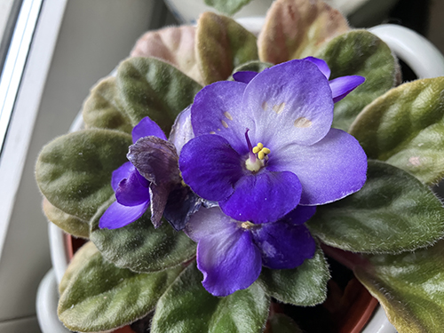 Saint Paulia nr 1 blommar okt 2025