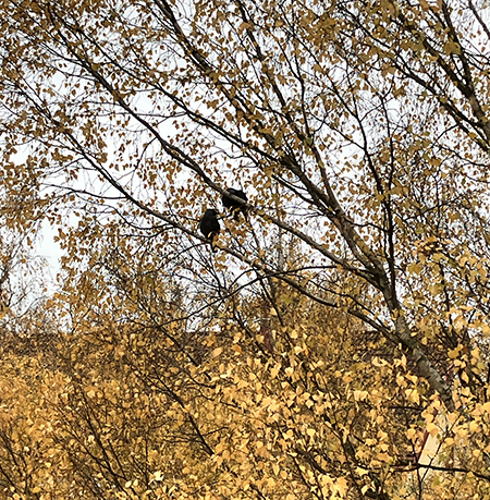 Två svarta fåglar i höstgul björk
