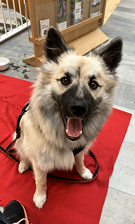 Baldur med öppen mun