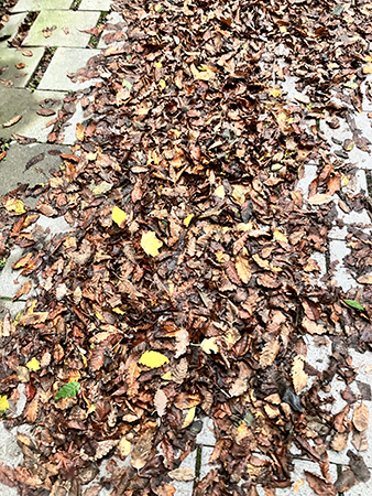 Fallna blöta höstlöv på trottoaren