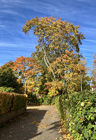 Höstträd fotat från St Olofsgatan