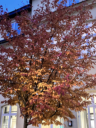 Höstträd i rött o gult