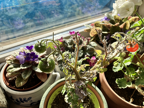 Köksfönstret med blommande Saint Paulior och tomater på tomatplantan