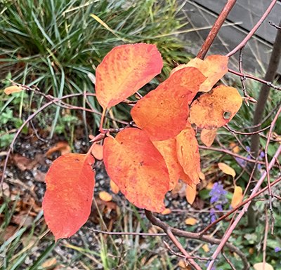 Rödgula löv Rödgula löv