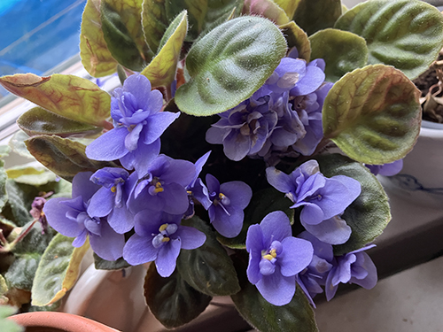 Saint Paulia nr 2 blommar okt 2025