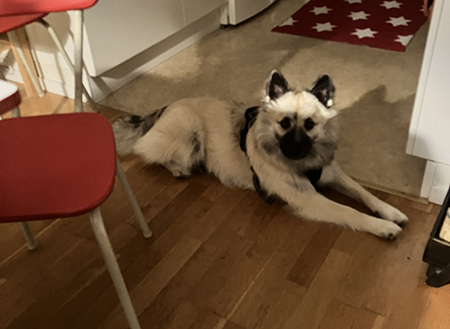 Baldur nedanför köksbordet