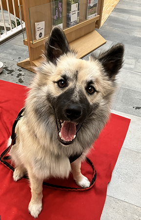 Baldur tittar mer uppfodrande