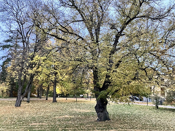 Höstträd i gult vid Carolina Rediviva