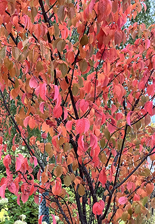 Rött träd Rött träd