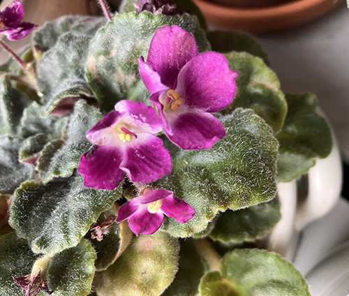 Saint Paulia nr 3 blommar okt 2025