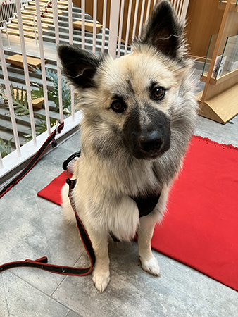 Baldur med huvudet på sned 15 okt 2025