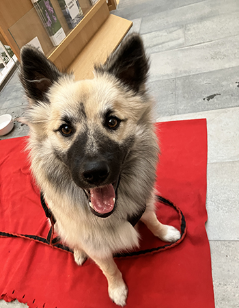 Baldur med öppen mun