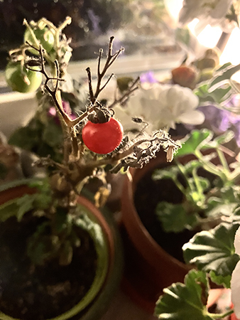 En liten röd tomat okt 2025