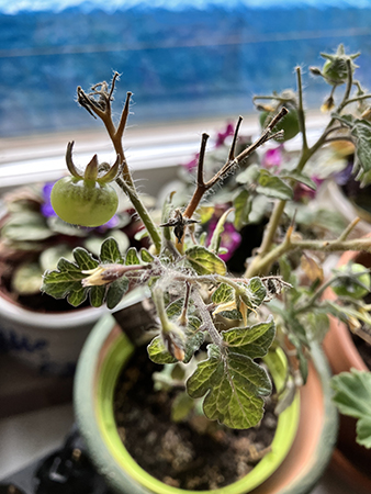 Tomatplanta med små gröna tomater i köksfönstret okt 2025