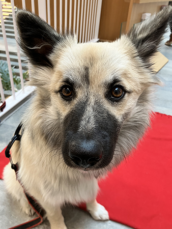 Baldur närbild 15 okt 2025