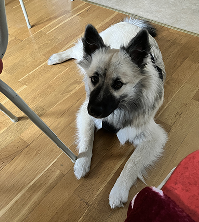 Baldur tittar på mig vid köksbordet