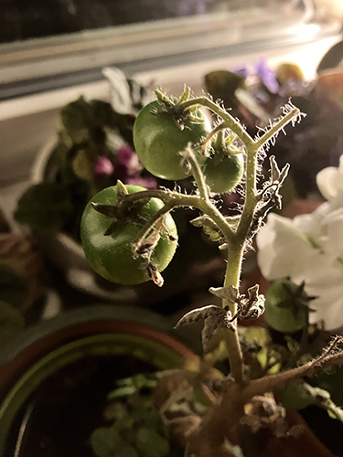 Fyra gröna små tomater okt 2025