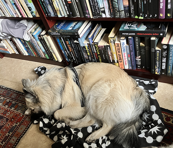 Baldur på filten i arbetsrummet