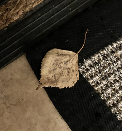Björklöv på dörrmattan