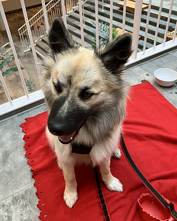 Baldur med böjt huvud